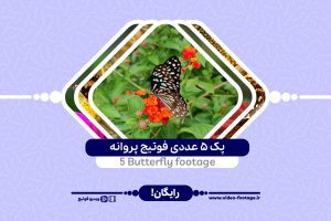 5 Butterfly Footage