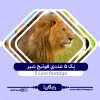 5 Lion footage