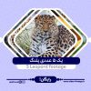 5 leopard footage