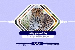 5 leopard footage