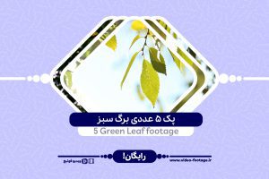 Green Leaf footage 5