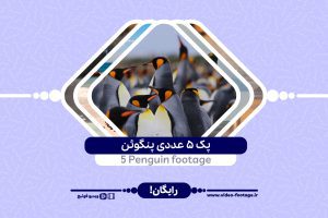 Penguin footage 5