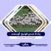 ۵ عددی فوتیج گوسفند